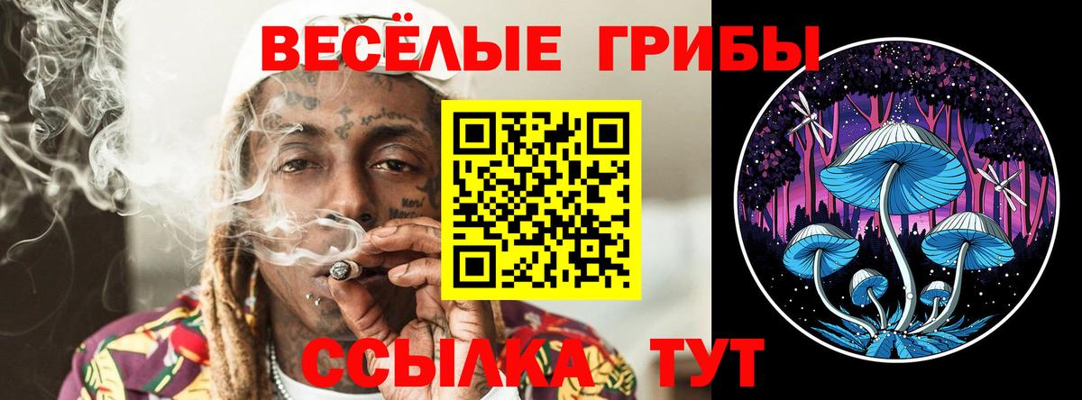 цена наркотик  Вход с VPN  Галлюциногенные грибы мицелий  Славгород  Псилоцибиновые грибы Psilocybe 